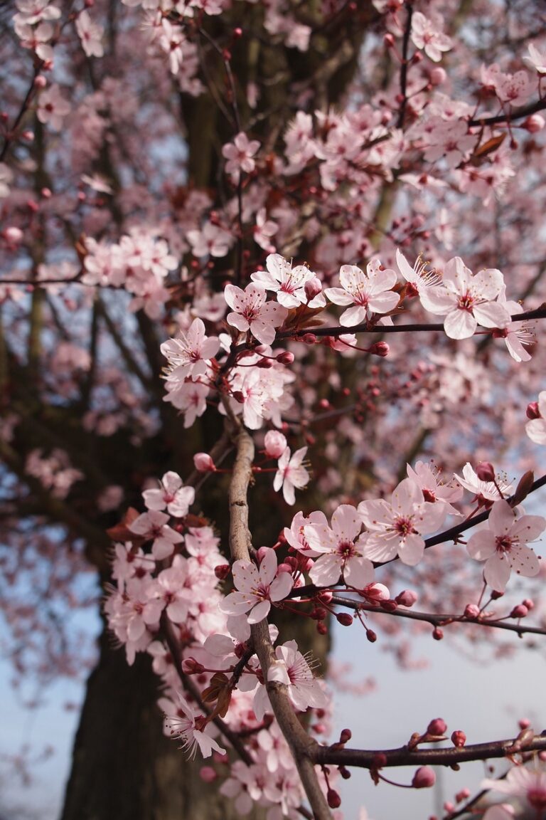 cherry blossom, flower background, flowers-444402.jpg