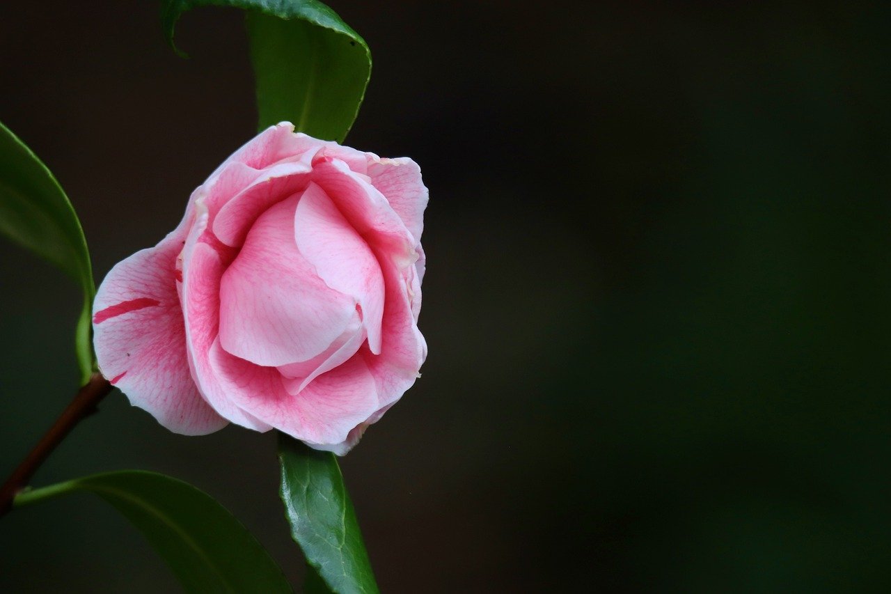 camellia, petals, pink flower-8668717.jpg