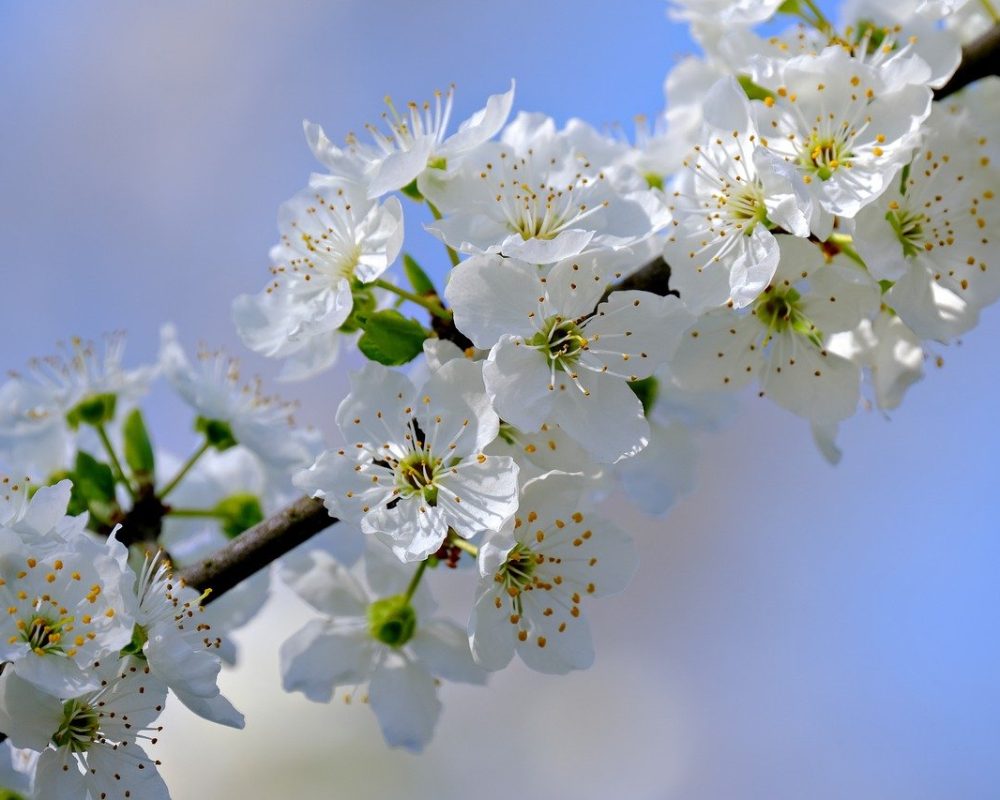 blossoms, white flowers, flower background-8647234.jpg