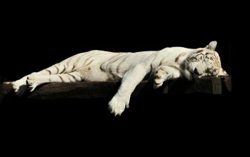 tiger, white tiger, asleep-1285229.jpg